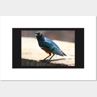 Superb Starling, Kenya Posters and Art